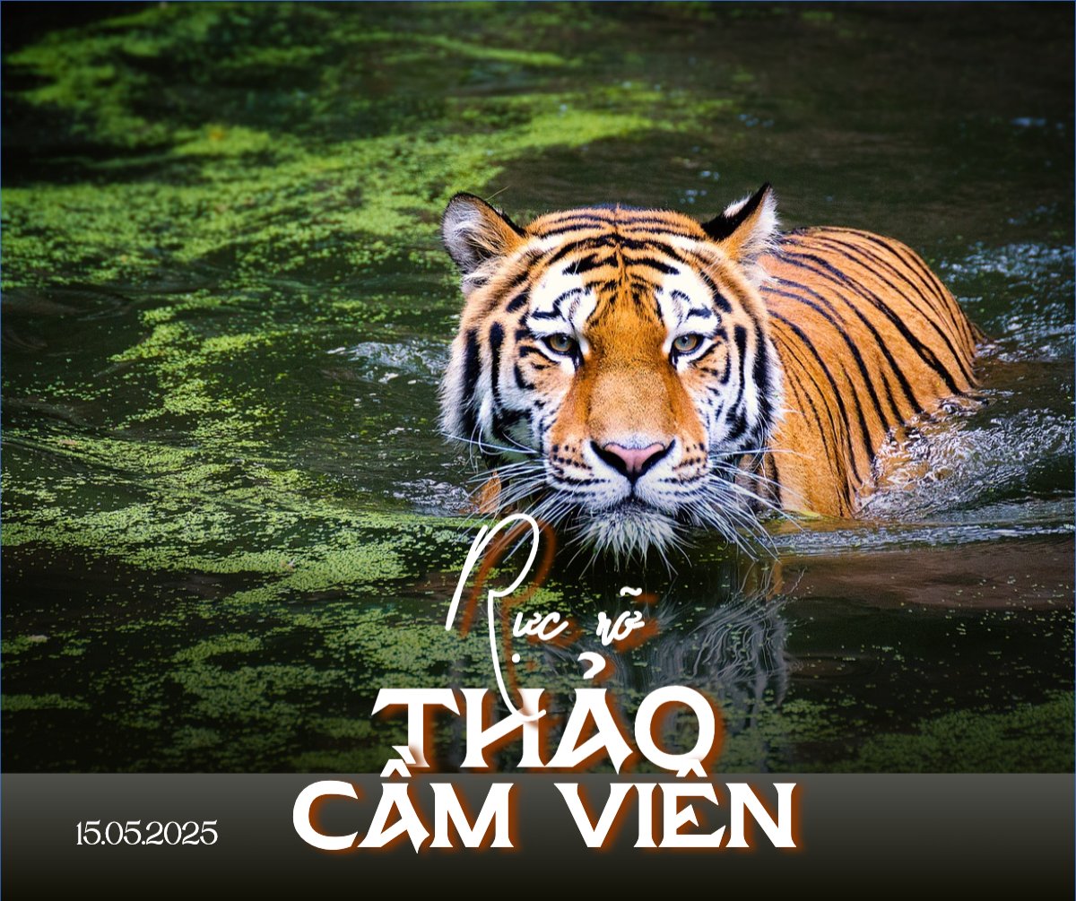 Pet, thú cưng, thú nuôi, động vật, animal