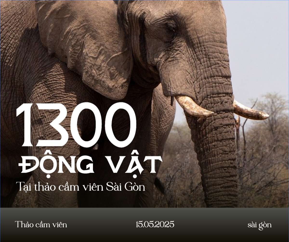 Pet, thú cưng, thú nuôi, động vật, animal