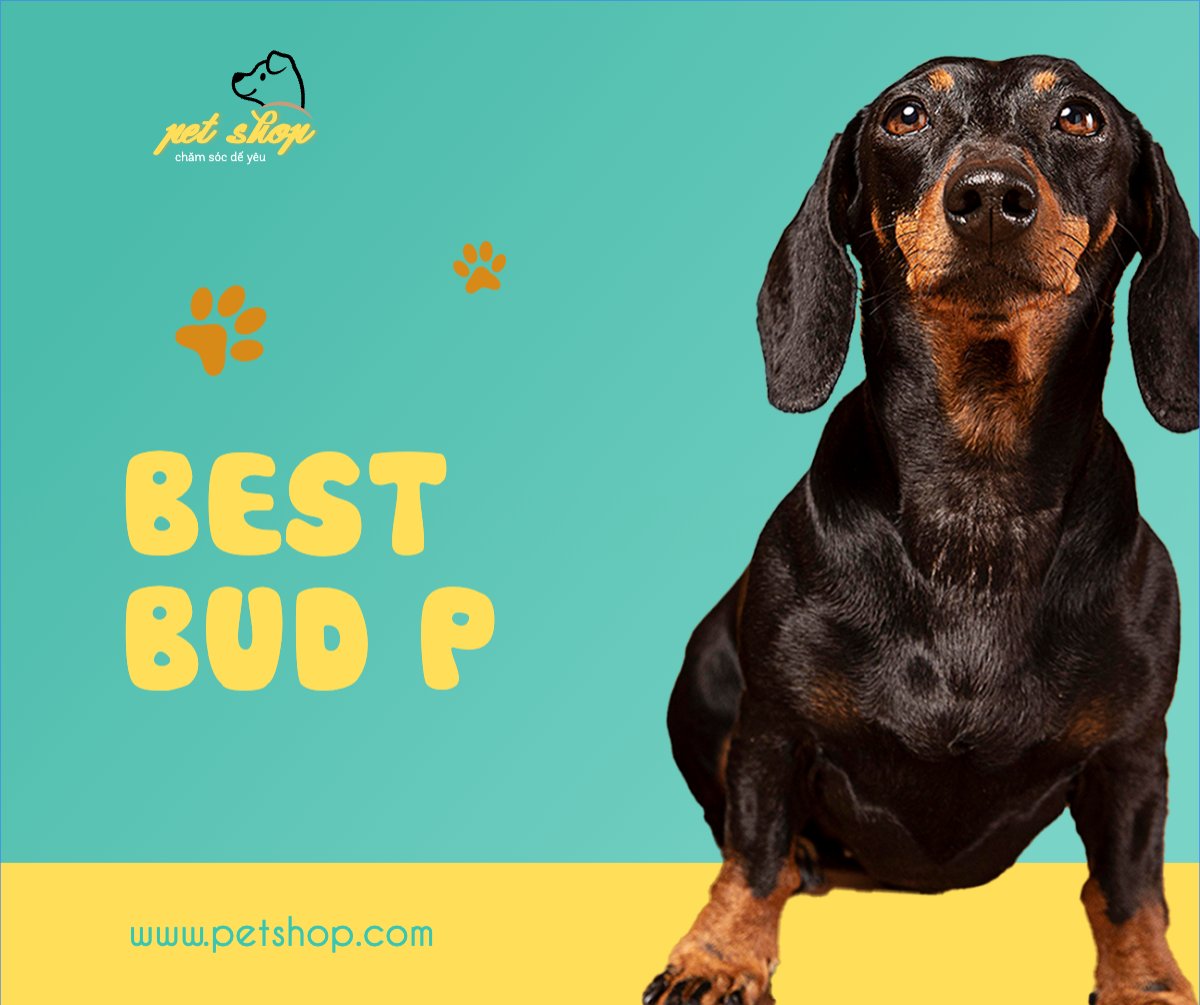 Pet, thú cưng, thú nuôi, động vật, animal