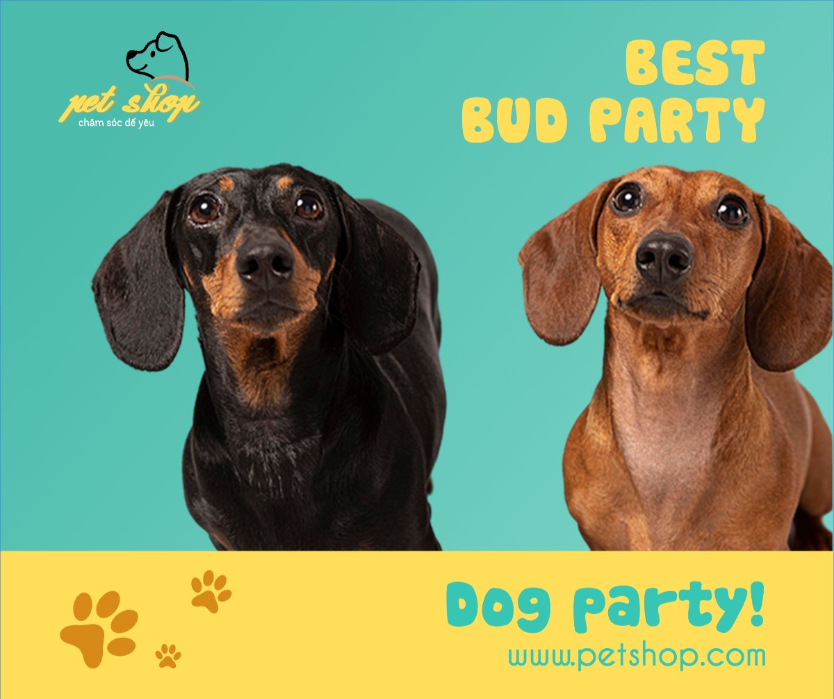Pet, thú cưng, thú nuôi, động vật, animal