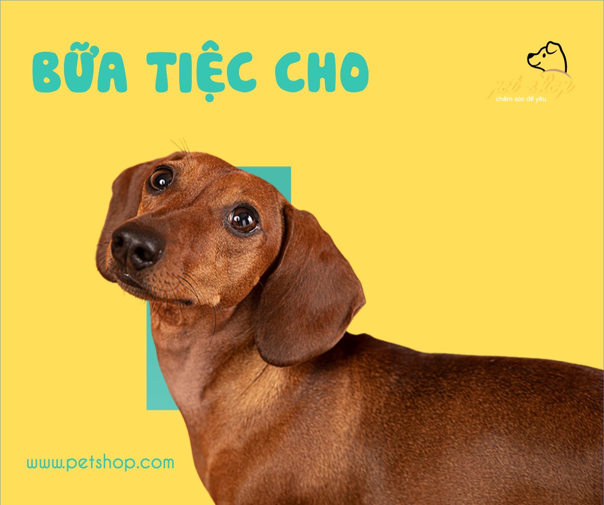 Pet, thú cưng, thú nuôi, động vật, animal
