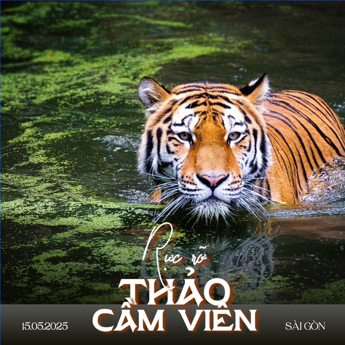 Pet, thú cưng, thú nuôi, động vật, animal