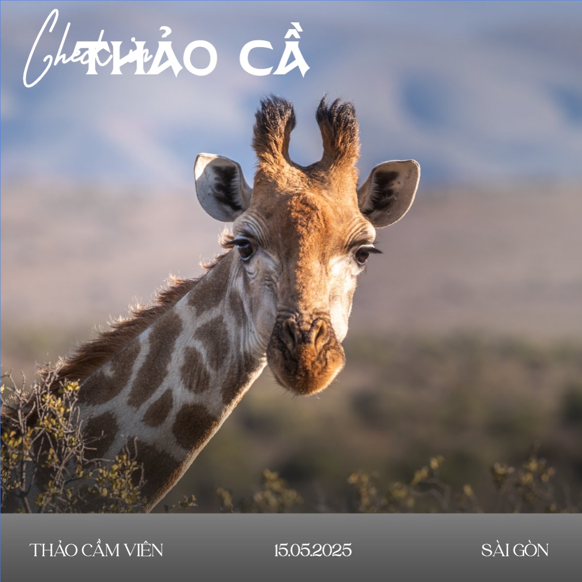 Pet, thú cưng, thú nuôi, động vật, animal