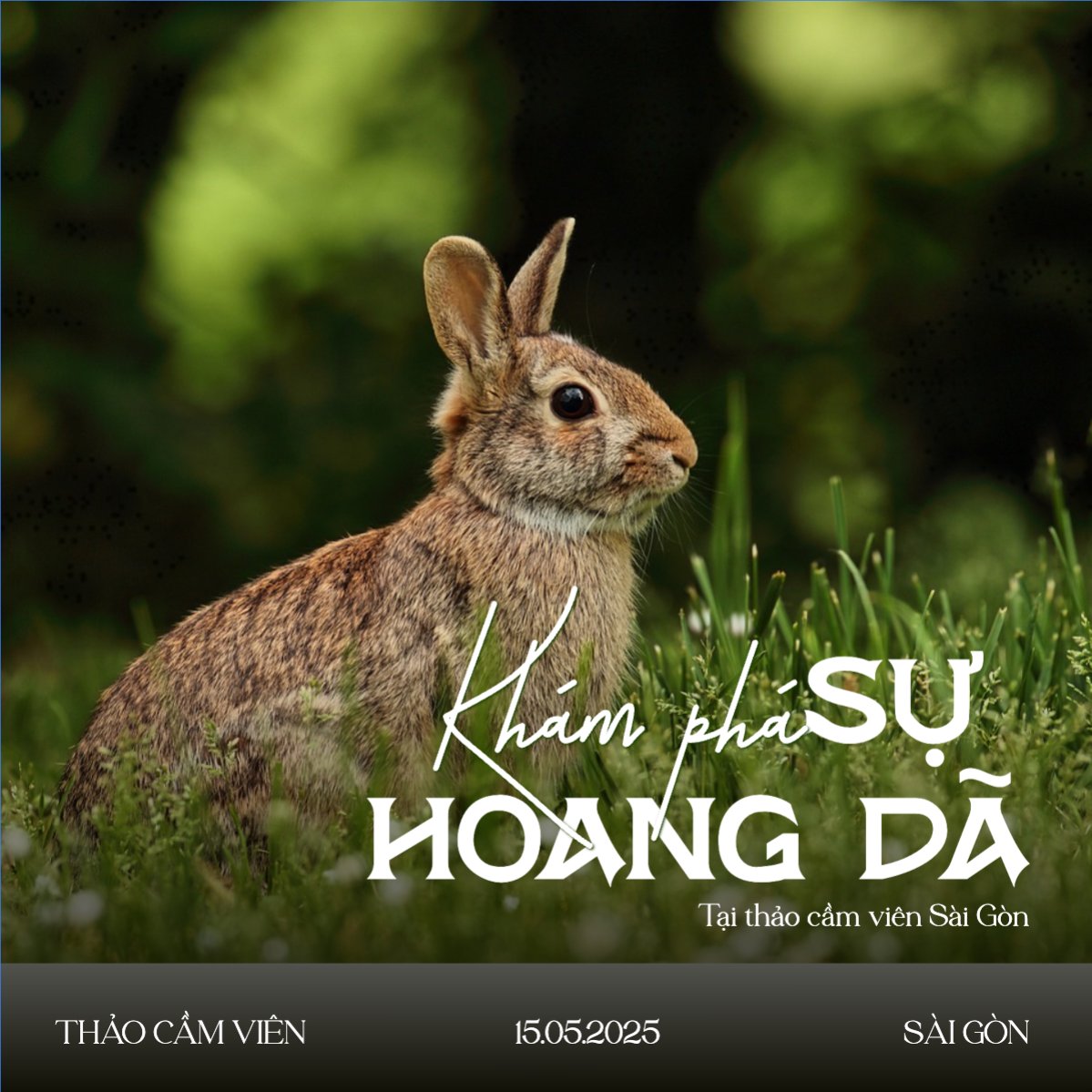 Pet, thú cưng, thú nuôi, động vật, animal