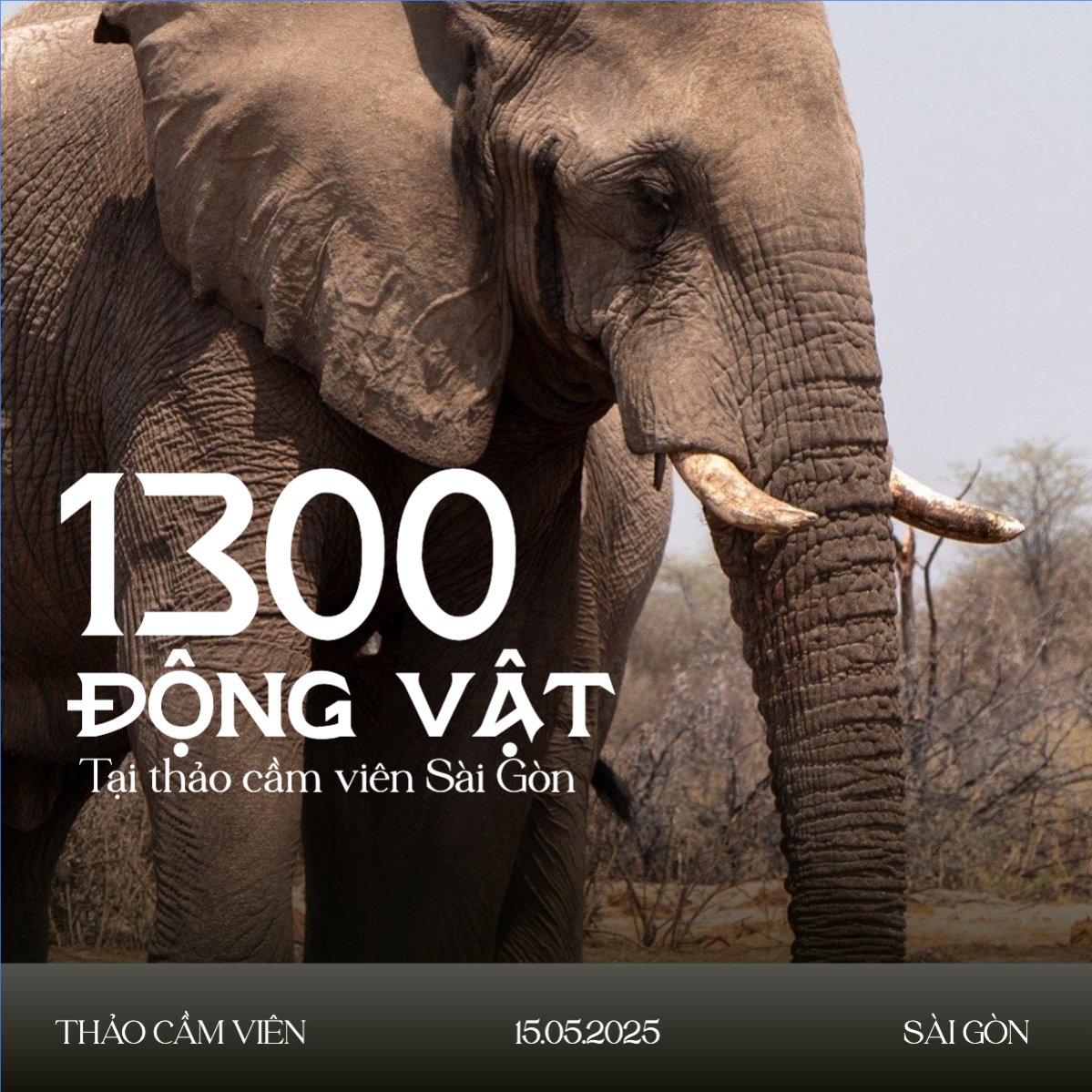 Pet, thú cưng, thú nuôi, động vật, animal