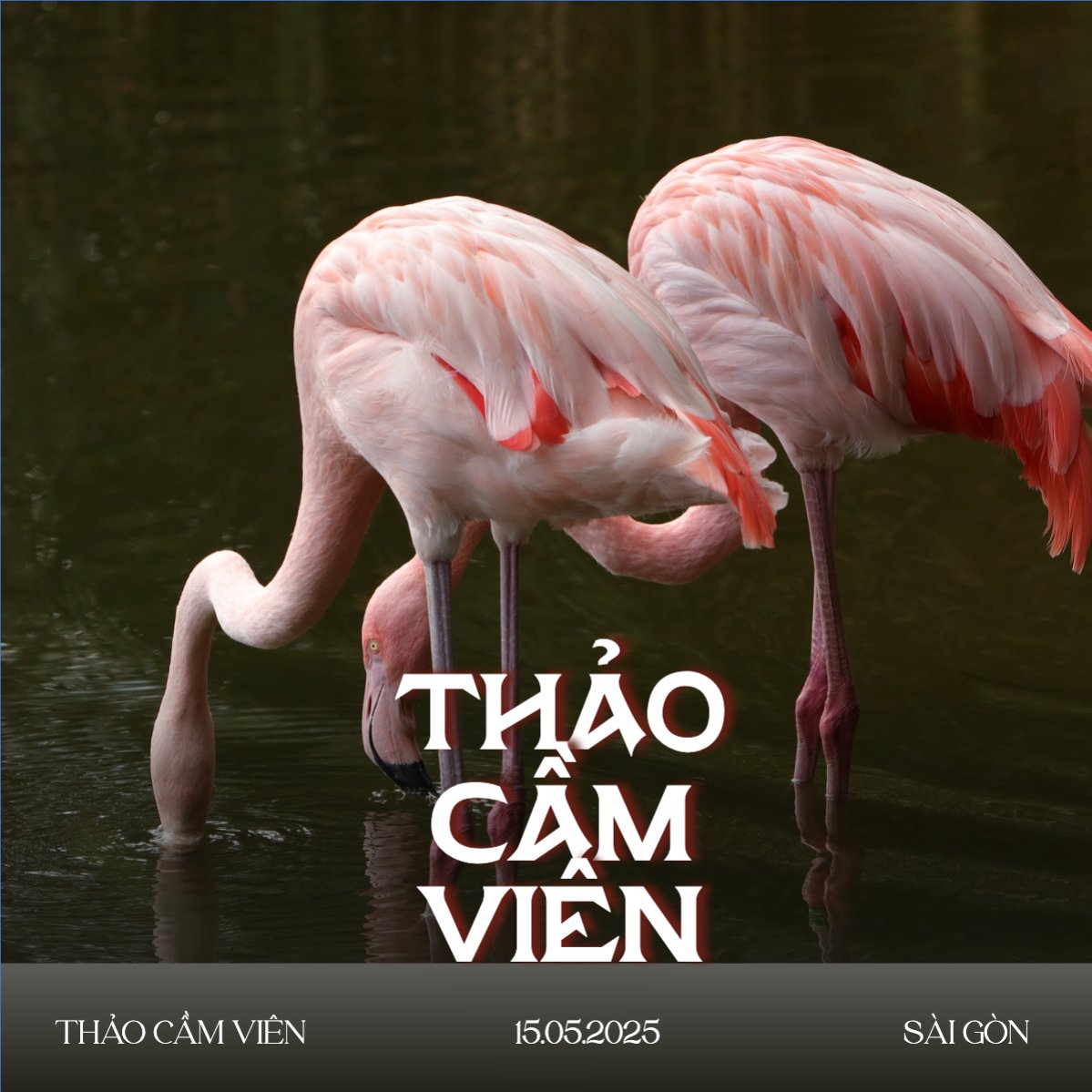 Pet, thú cưng, thú nuôi, động vật, animal