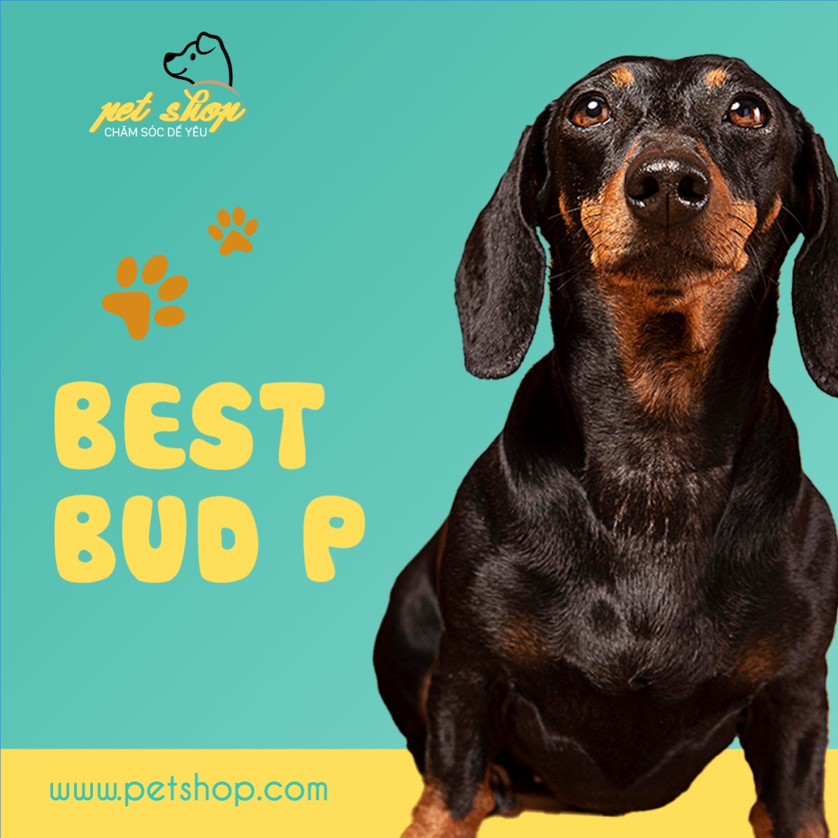 Pet, thú cưng, thú nuôi, động vật, animal