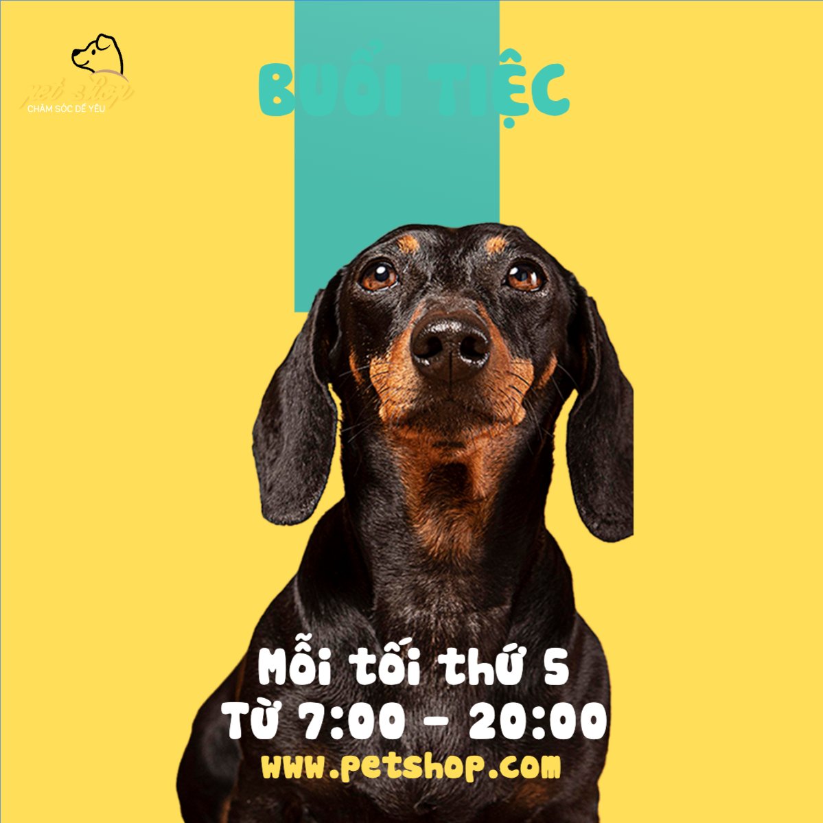 Pet, thú cưng, thú nuôi, động vật, animal