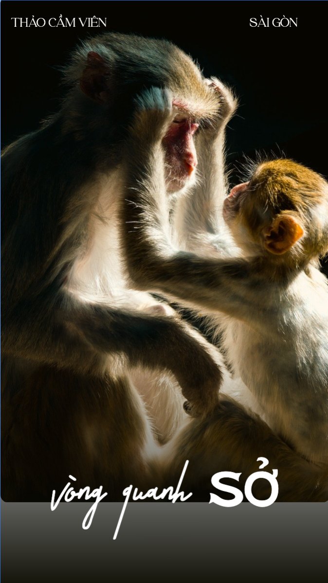 Pet, thú cưng, thú nuôi, động vật, animal