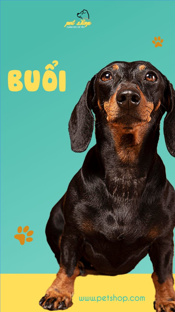 Pet, thú cưng, thú nuôi, động vật, animal