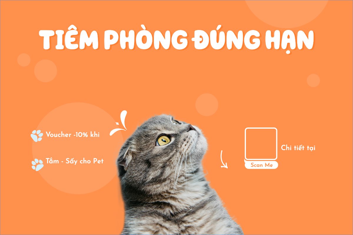 Pet, thú cưng, thú nuôi, động vật, animal, mèo, cat